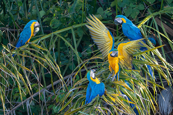 Brazil-398