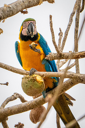Brazil-483