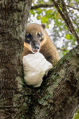 Coati Stealing Food