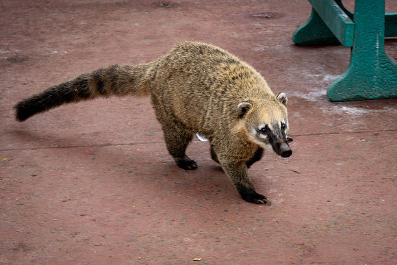Coati