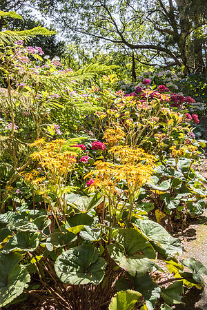 Wellington Botanical Gardens -3