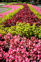 Wellington Botanical Gardens -8