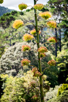 Wellington Botanical Gardens -4