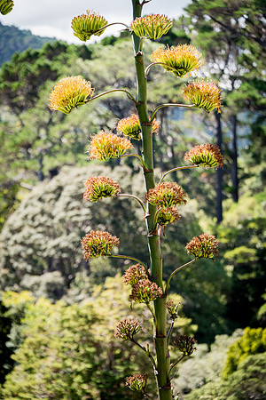 Wellington Botanical Gardens -4