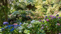 Wellington Botanical Gardens -1