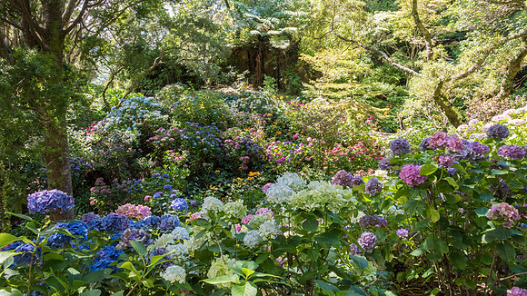 Wellington Botanical Gardens -1
