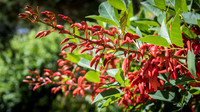 Wellington Botanical Gardens -6
