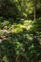 Wellington Botanical Gardens -2