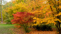 Bodenham Arboretum-16