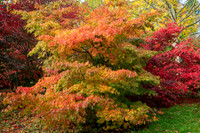 Bodenham Arboretum-19