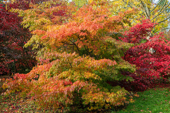 Bodenham Arboretum-19
