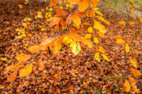 Bodenham Arboretum-10