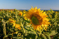 Rhossili Sunflowers -2