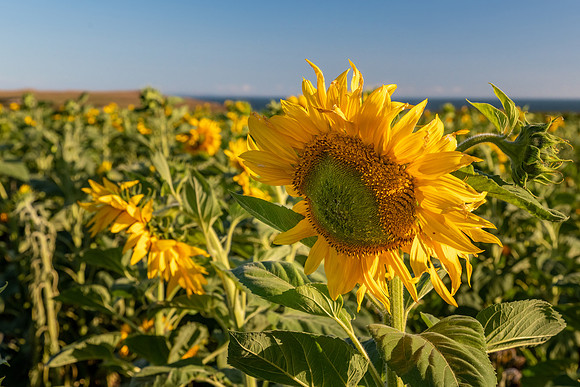 Rhossili Sunflowers -2