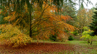 Bodenham Arboretum-9