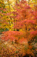 Bodenham Arboretum-17