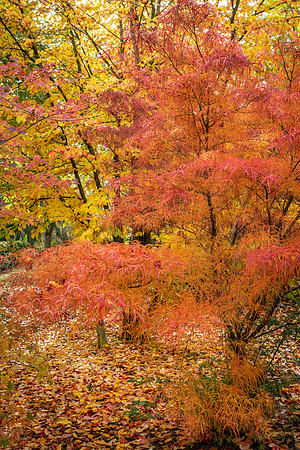 Bodenham Arboretum-17