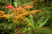 Bodenham Arboretum-2