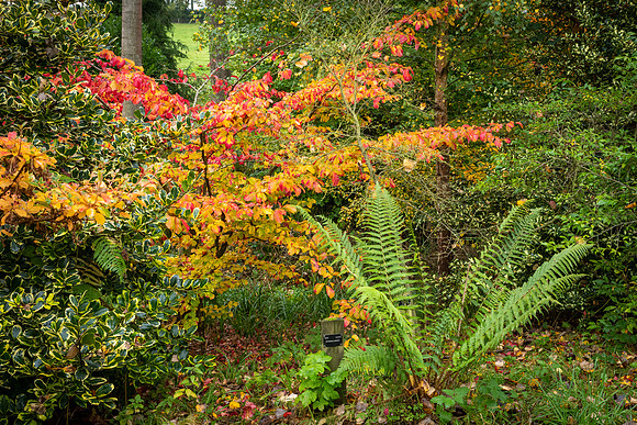 Bodenham Arboretum-2