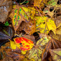 Bodenham Arboretum-18