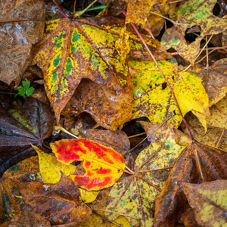 Bodenham Arboretum-18