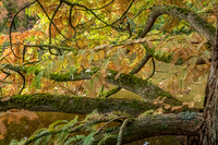 Bodenham Arboretum-21