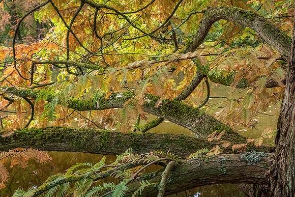 Bodenham Arboretum-21