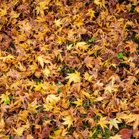 Bodenham Arboretum-4