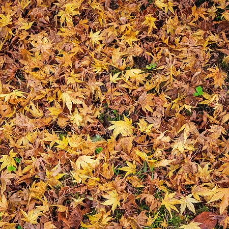 Bodenham Arboretum-4