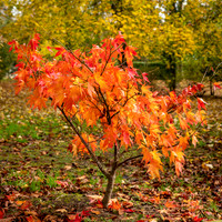 Bodenham Arboretum-14