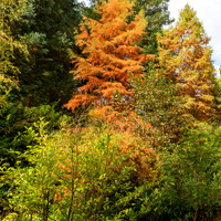 Bodenham Arboretum-20