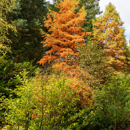 Bodenham Arboretum-20