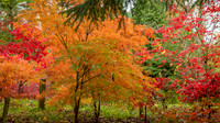 Bodenham Arboretum-7