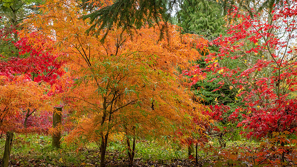 Bodenham Arboretum-7