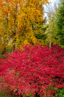 Bodenham Arboretum-13