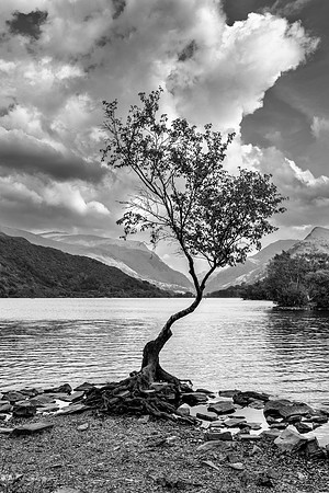 Lone Tree Llyn Padarn