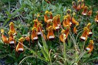 Darwin's Slipper -2