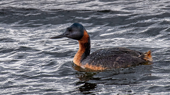 Great Grebe -2