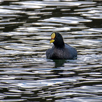 Red-gartered Coot