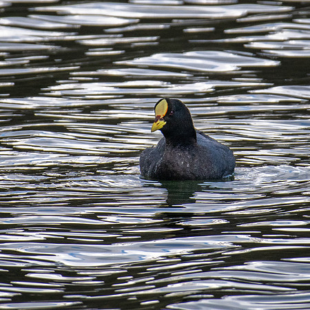 Red-gartered Coot