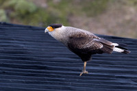 Crested Caracara -1