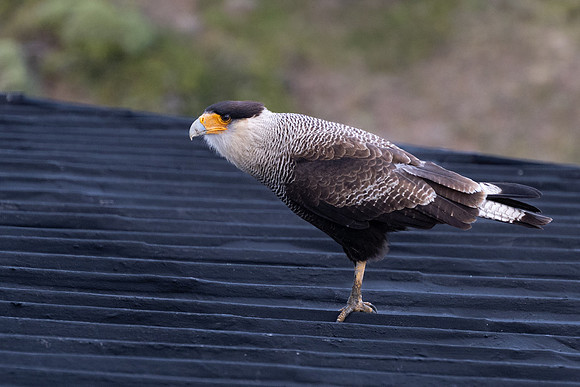 Crested Caracara -1