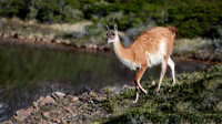 Guanaco -2
