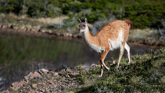 Guanaco -2