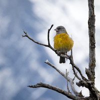 Grey-hooded Sierra Finch