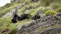 Andean Condor (imm) - 5