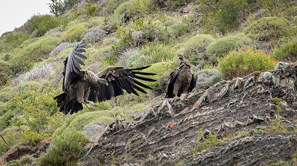 Andean Condor (imm) - 5
