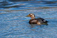 Flying Steamer Duck