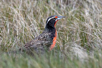 Long-tailed Meadowlark -2
