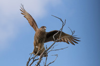 Chimango Caracara -2